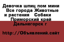 Девочка шпиц пом мини - Все города Животные и растения » Собаки   . Приморский край,Дальнегорск г.